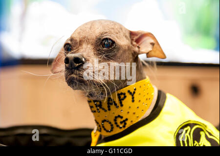 2012 world's shops ugliest dog