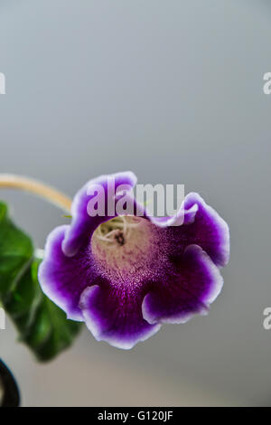 Beautiful purple flowers Gloxinia Stock Photo