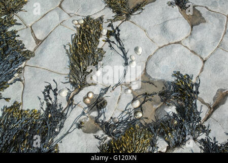Limpet shells and seaweed on patterned rocks. Stock Photo