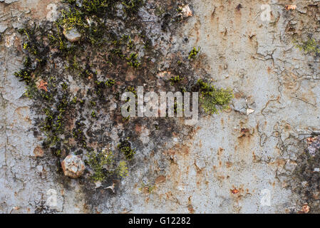 Moss growing on cracked and peeling paint - Clearwell caves Stock Photo