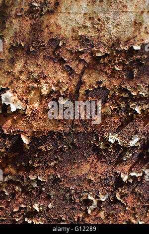 Bubbled and peeling paint of rusted metal sheet -abandoned train at clearwell caves, Monmouthshire Stock Photo