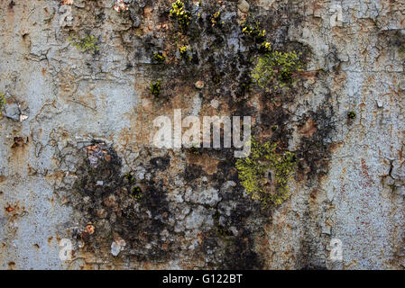 Moss growing on cracked and peeling paint - Clearwell caves Stock Photo