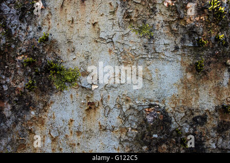 Moss growing on cracked and peeling paint - Clearwell caves Stock Photo