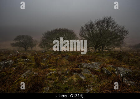 Three trees on the edge of Wistman's wood, dartmoor Stock Photo