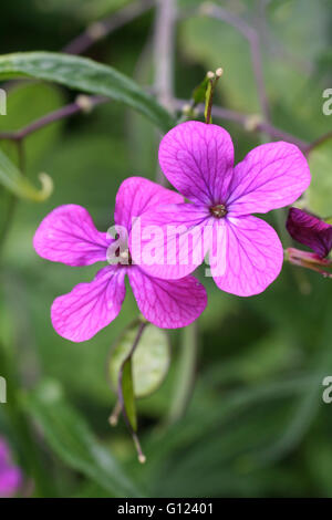Little purple flowers against a green background Stock Photo