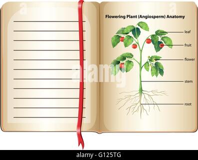 Flowering plant anatomy on page  illustration Stock Vector