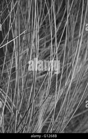 Tall wild grass stalks on beach, black and white photo Stock Photo