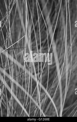Tall wild grass stalks on beach, black and white photo Stock Photo