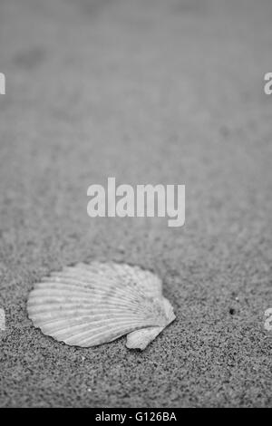 A scallop shell on a sandy beach, black and white photo Stock Photo