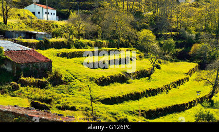 Portugal, Algarve:  View to green terraces in the mountain region Serra de Monchique around Fóia Stock Photo