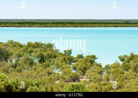 The mangrove habitat of Roebuck Bay, Broome, Kimberley, Western Australia, Australia Stock Photo