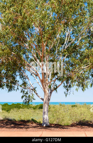 Lone eucalyptus tree in front of the mangroves of Roebuck Bay, Broome, Western Australia, Australia Stock Photo