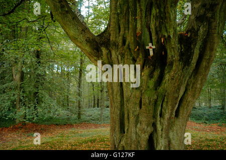 AJAX NEWS PHOTOS - 2005 - COMMONWEALTH WAR GRAVES - DELVILLE WOOD - SOMME - PICARDY - A HORNBEAM TREE, SAID TO BE THE LAST TREE STANDING AFTER THE BATTLE FOR THE WOOD, HAS ITS OWN MEMORIAL MARKER. PHOTO:JONATHAN EASTLAND/AJAX REF:RD52110/836 Stock Photo