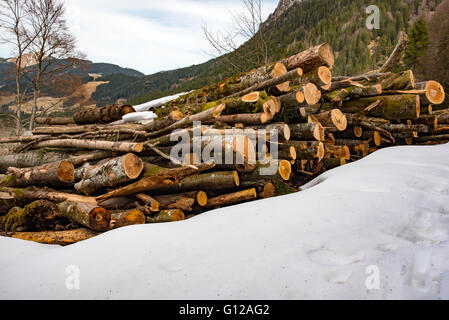 Wooden logs in the forest Stock Photo