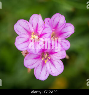 Sea thrift (Almeria maritima) flowers. Pink flowers of plant in family Pumbaginaceae, growing on rocky British coastline Stock Photo