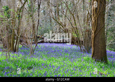 Bluebells, Dragon's Green, West Sussex Stock Photo