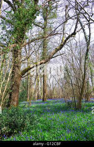 Bluebells, Dragon's Green, West Sussex Stock Photo