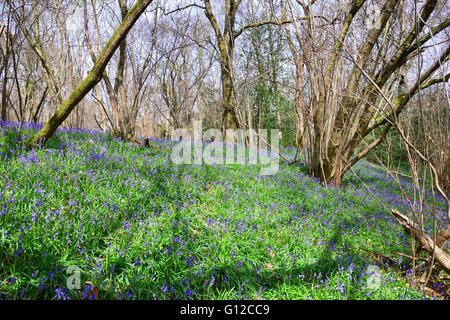 Bluebells, Dragon's Green, West Sussex Stock Photo