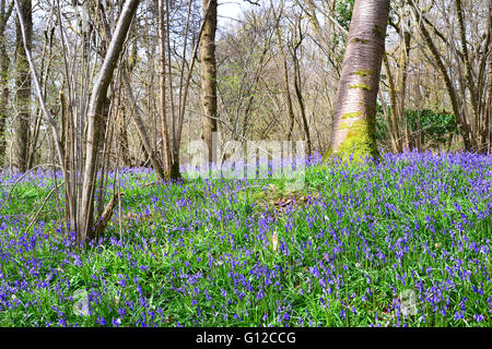 Bluebells, Dragon's Green, West Sussex Stock Photo