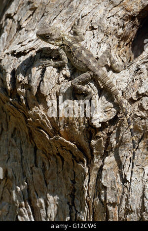 Starred Agama - Laudakia stellio Lizard on Tree Trunk Stock Photo