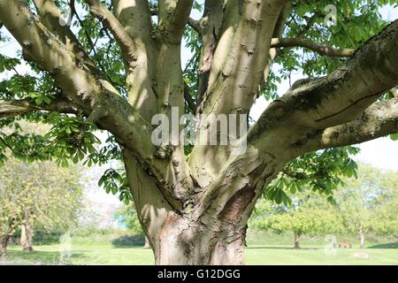Old Tree branches -  Bourne -  Lincolnshire UK Stock Photo