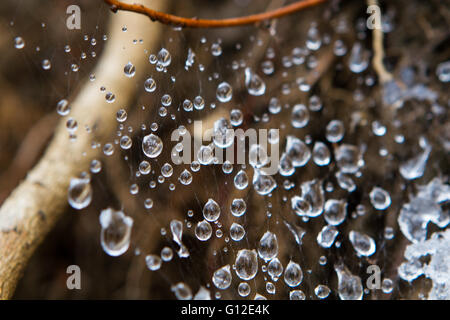 Macro of cobweb covered by water drops after the rain on buxus bush Stock Photo