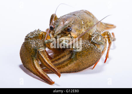 Crayfish on a white background. Crayfish isolated on white Stock Photo