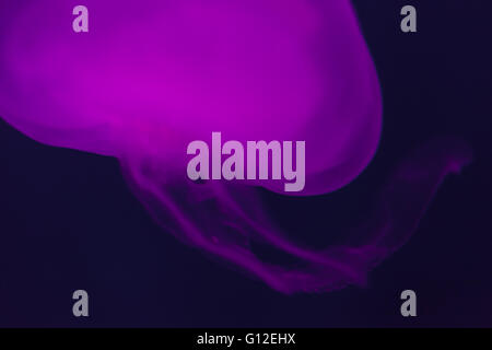 Jellyfish in aquarium lit in purple. Artistic representation.