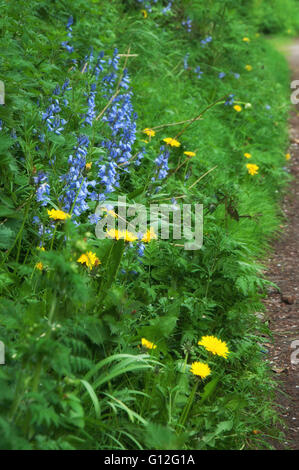 Bluebells and Dandelions in a hedgerow Stock Photo