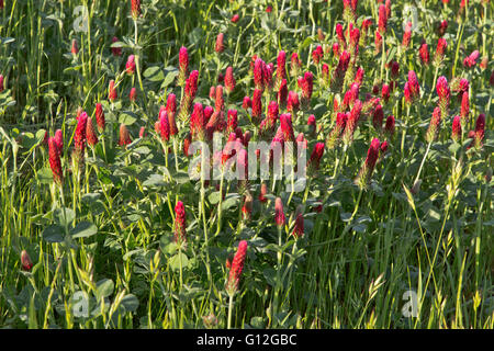 Crimson Clover, 'Trifolium incarnatum', morning light. Stock Photo