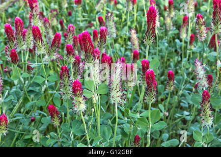 Crimson Clover 'Trifolium incarnatum' flowering in green field. Stock Photo