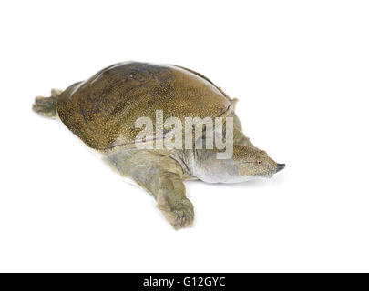 Chinese soft-shelled turtle Stock Photo