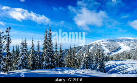 Deep snow pack and snow covered tree in the high alpine forest Stock ...