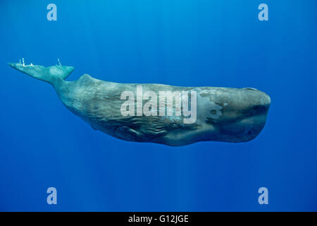Sperm Whale, Physeter macrocephalus, Caribbean Sea, Dominica Stock Photo