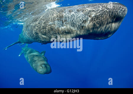 Sperm Whale, Mother and Calf, Physeter macrocephalus, Caribbean Sea, Dominica Stock Photo
