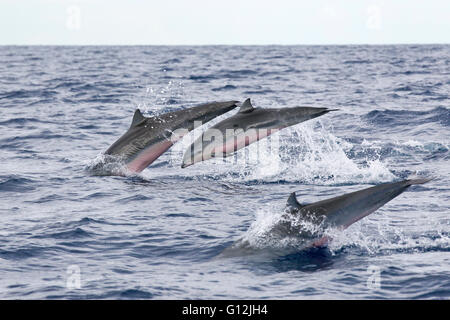 Group of Frasers Dolphins, Lagenodelphis hosei, Caribbean Sea, Dominica Stock Photo