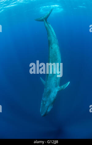 Blue Whale, Balaenoptera musculus, Indian Ocean, Sri Lanka Stock Photo