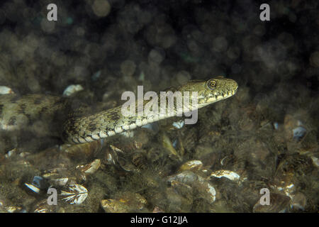 Dice Snake, Natrix tessellata, Lake Lugano, Switzerland Stock Photo