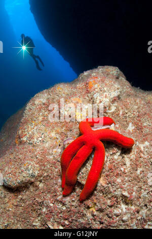 Purple Sea Star, Ophidiaster ophidianus, Santa Maria, Azores, Portugal Stock Photo