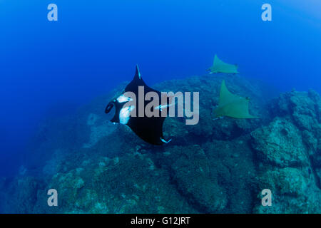 Giant Manta and Sicklefin Devil Ray, Manta birostris, Mobula tarapacana, Formigas, Azores, Portugal Stock Photo