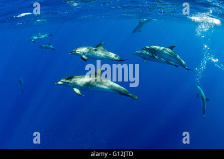 Atlantic spotted Dolphins, Stenella frontalis, Formigas, Azores, Portugal Stock Photo