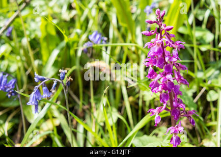 A lone early purple orchid flowers amongst the bluebells on a sunny day in May in countryside west of Kidwelly,Carmarthenshire, Stock Photo