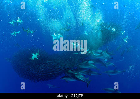 Corys Shearwaters hunting Mackerels, Calonectris diomedea, Formigas, Azores, Portugal Stock Photo