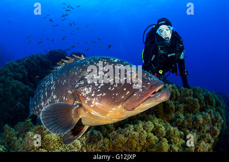 Scuba Diver and Dusky Grouper, Epinephelus marginatus, Formigas, Azores, Portugal Stock Photo