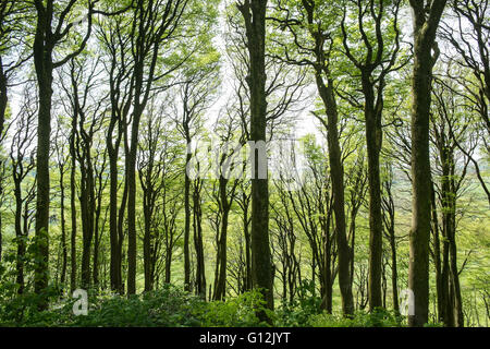 Pattern of sycamore and beech trees,tree trunks in May,sunny day,woodlands west of Kidwelly,Carmarthenshire,Wales,U.K., Stock Photo