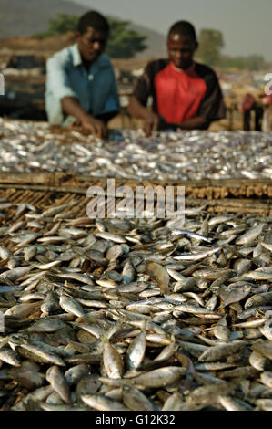 Fish drying on racks in Chembe village, Cape Maclear, Malawi Stock Photo