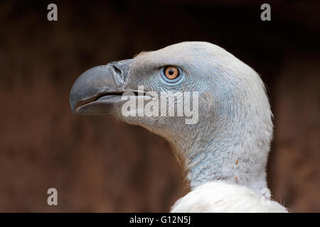 Portrait of an endangered Cape vulture (Gyps coprotheres), South Africa Stock Photo