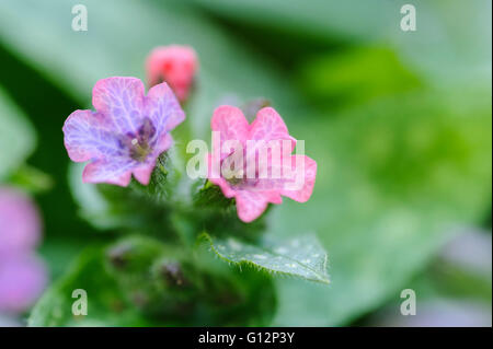 Pulmonaria rubra Lungwort Boraginaceae. Tiny pink and blue flowers. Stock Photo