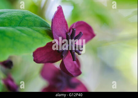 Akebia quinata, Chocolate  Vine,  Lardzabalaceae Stock Photo