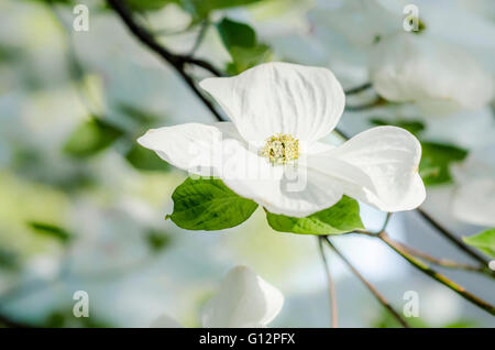 Flower on dogwood tree. Stock Photo